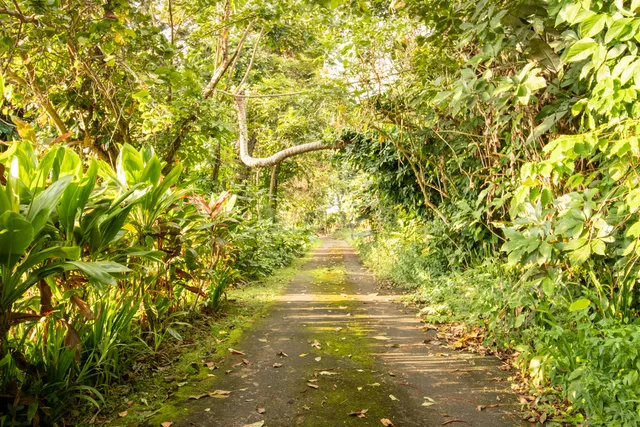 a close up of a field