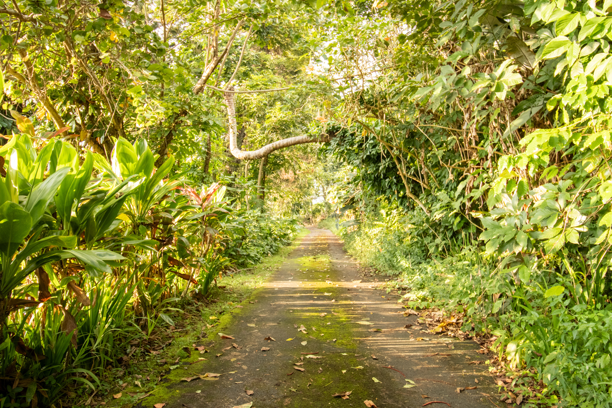 84-5063 Hawaii Belt Road Captain Cook, HI 96704 - Photo 30 of 30 a close up of a field