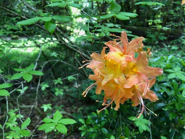 25779 Bailey Road Rockbridge, OH 43149 - Photo 86 of 89 Flora