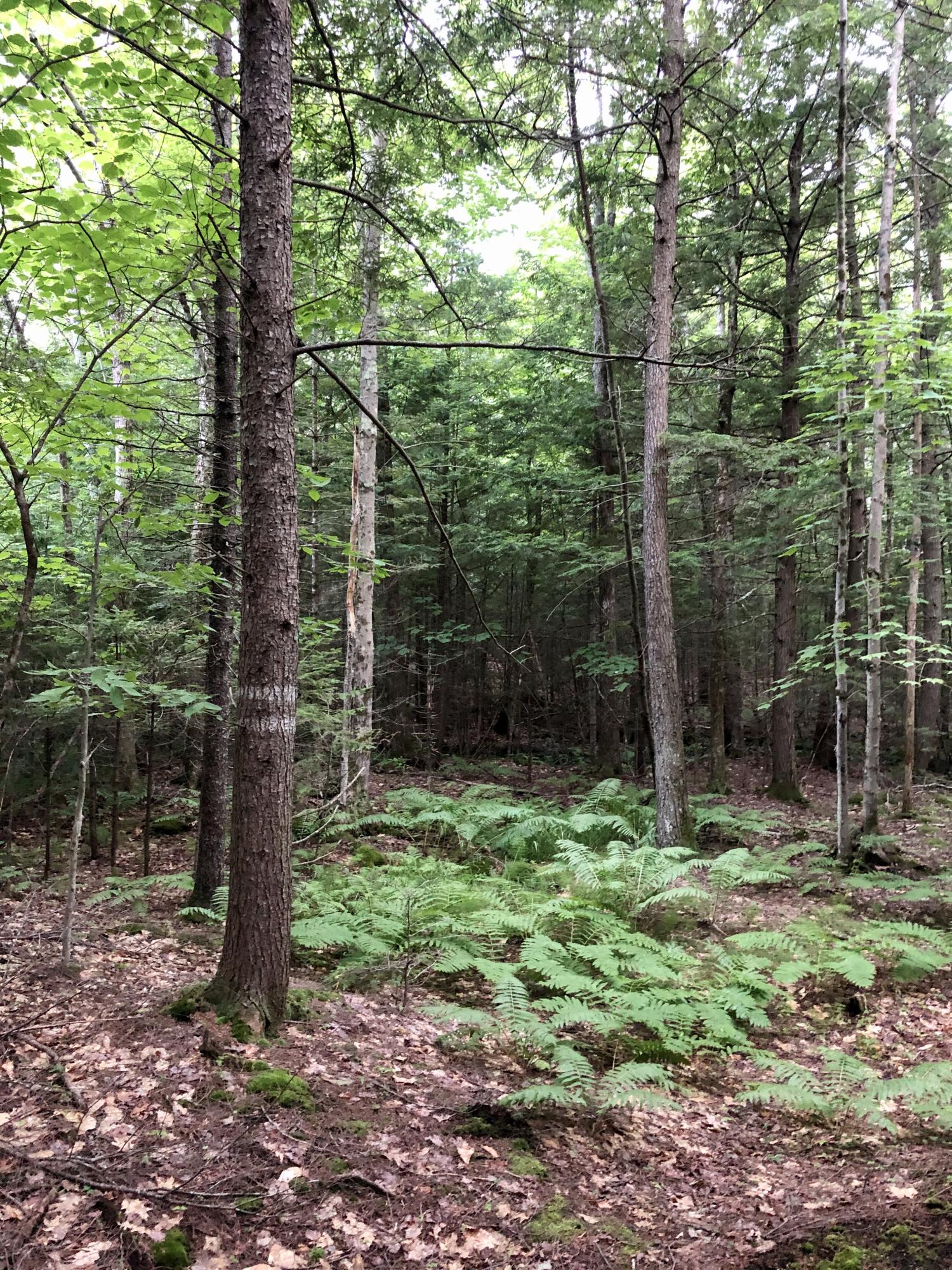 Lot A Pinkham Brook Road Durham, ME 04222 - Photo 15 of 19 IMG-9918