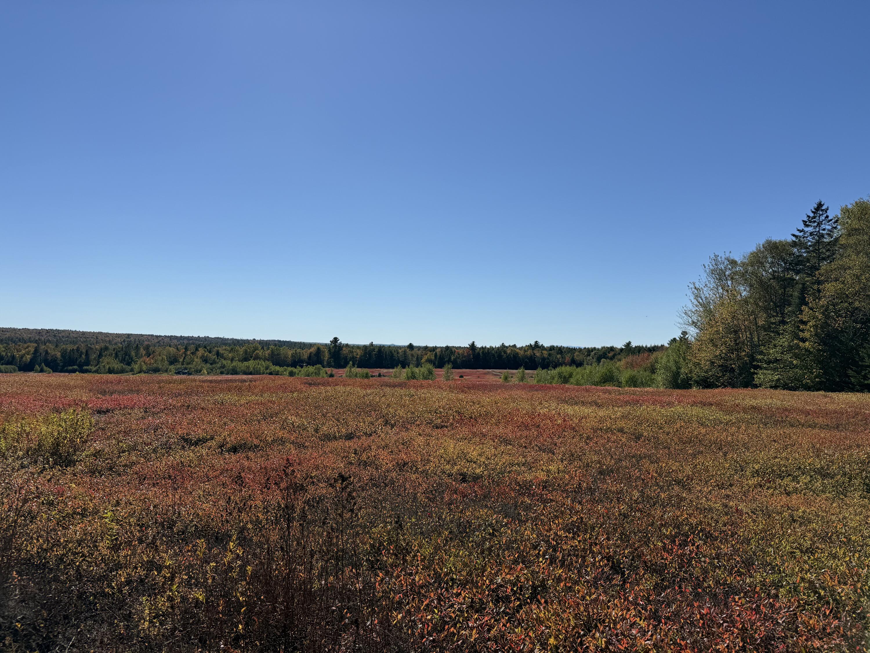 Map19-lot28 Leach Road Penobscot, ME 04476 - Photo 7 of 21 MAP 19 LOT 28