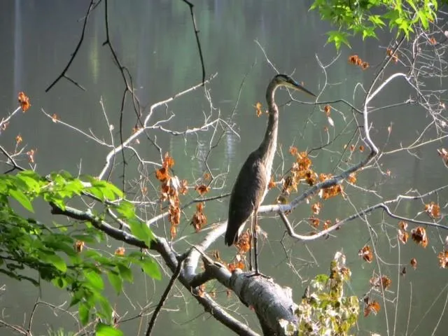 a picture of a plant