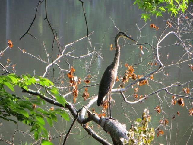 1359 Ragley Hall Road Northeast Brookhaven, GA 30319 - Photo 13 of 23 a picture of a plant