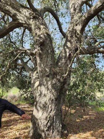 $815,000 | 4800 Street Fallbrook Ca, Fallbrook, CA 92028