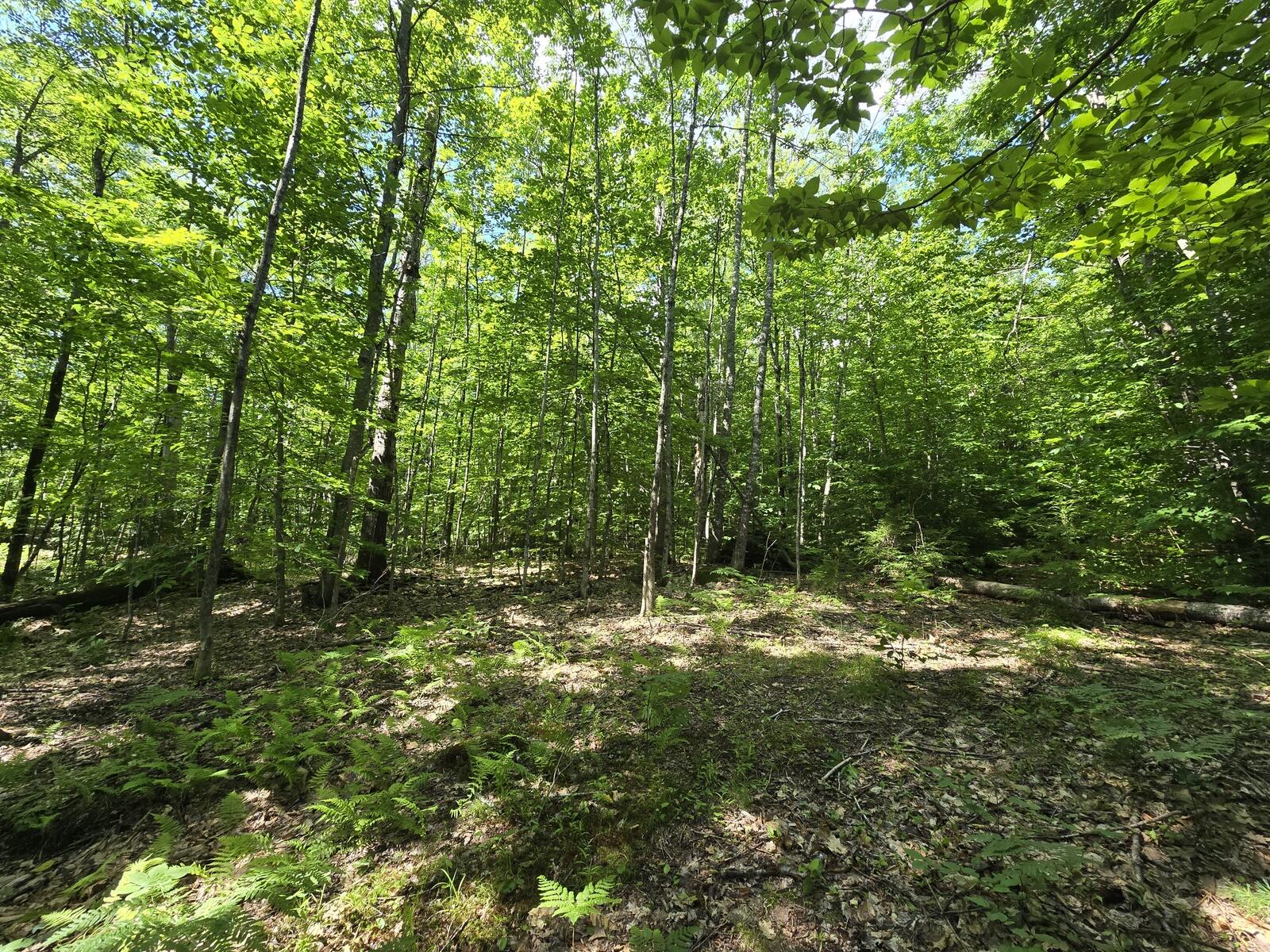Lot 67 Temple Road Temple, ME 04984 - Photo 18 of 20 20260624_095433