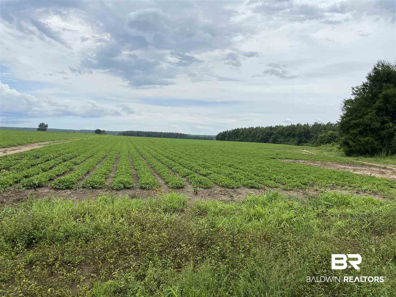 0 Highway 14 Greensboro, AL 36744 - Photo 1 of 5