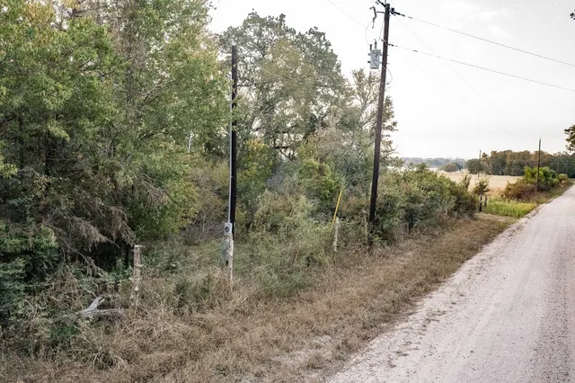 a view of a forest that has large trees