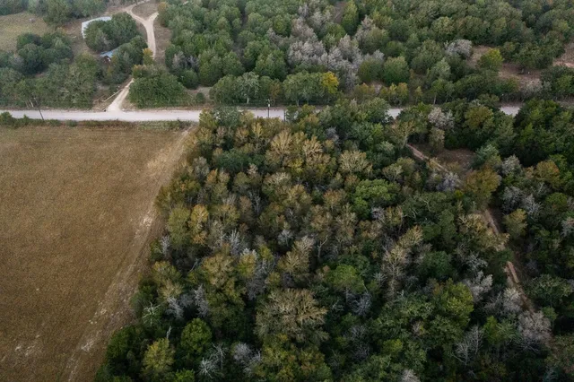 a view of a yard with a tree