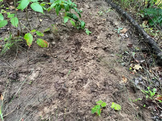 $375,000 | 11845 East 24th Street, Reed City, MI 49677