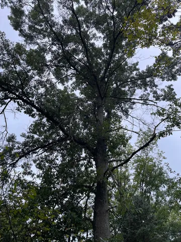 $375,000 | 11845 East 24th Street, Reed City, MI 49677