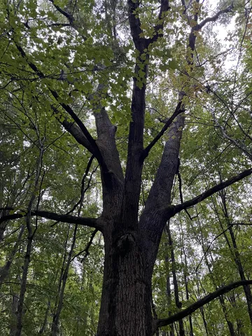 $375,000 | 11845 East 24th Street, Reed City, MI 49677