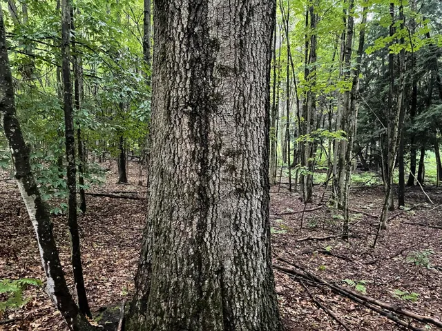 $375,000 | 11845 East 24th Street, Reed City, MI 49677