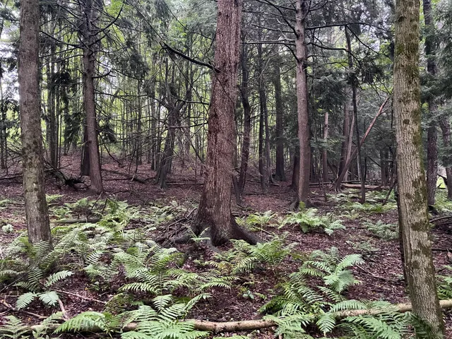 $375,000 | 11845 East 24th Street, Reed City, MI 49677