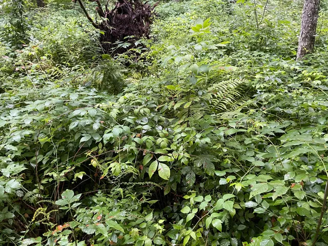 $375,000 | 11845 East 24th Street, Reed City, MI 49677