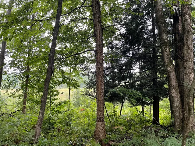 $375,000 | 11845 East 24th Street, Reed City, MI 49677