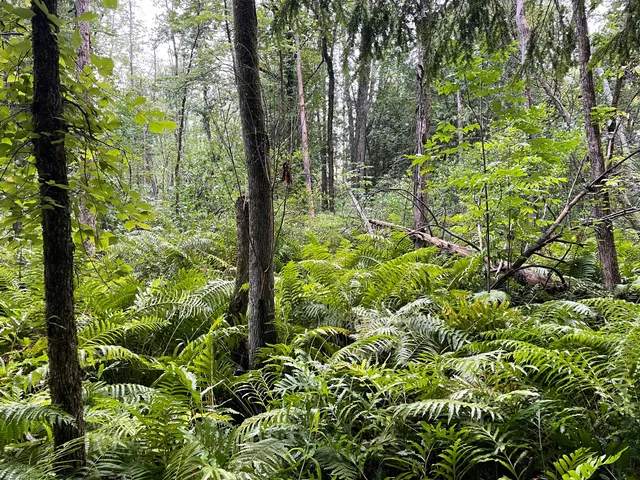 $375,000 | 11845 East 24th Street, Reed City, MI 49677