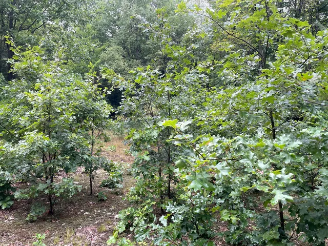 $375,000 | 11845 East 24th Street, Reed City, MI 49677