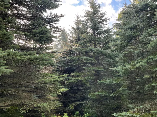 $375,000 | 11845 East 24th Street, Reed City, MI 49677