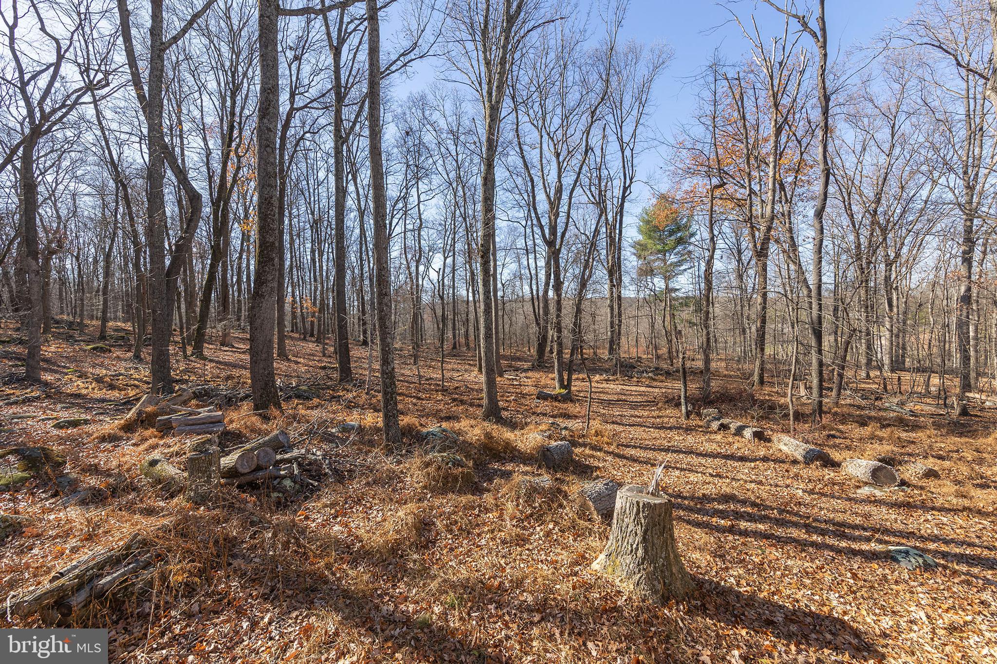 1060 Buffalo Rdg Road Augusta, WV 26704 - Photo 46 of 67 a view of a yard with large trees