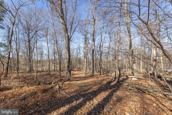 a view of a backyard with large trees