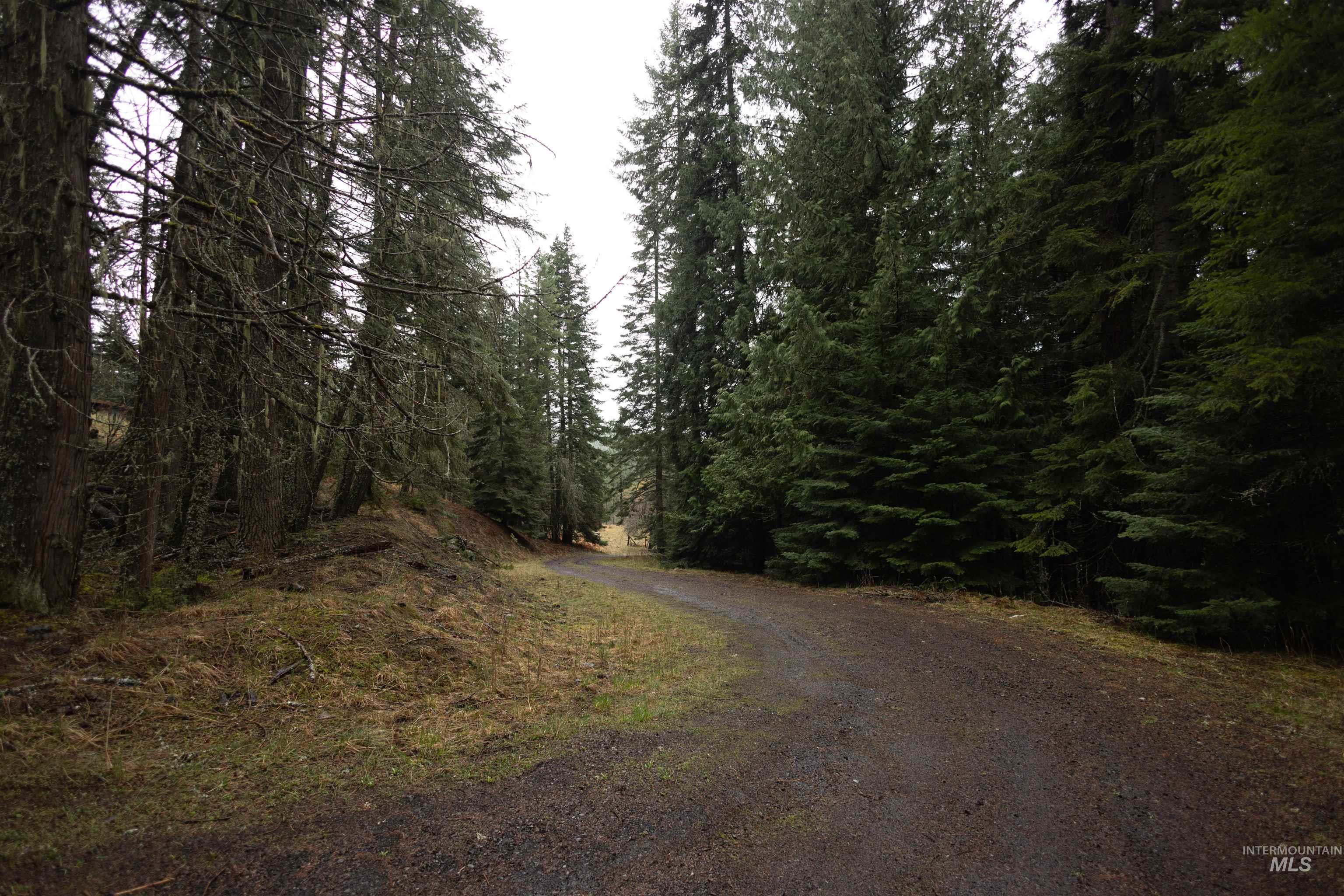 717 Big Cedar Road Kooskia, ID 83539 - Photo 35 of 50 View of dirt / gravel road with a wooded view