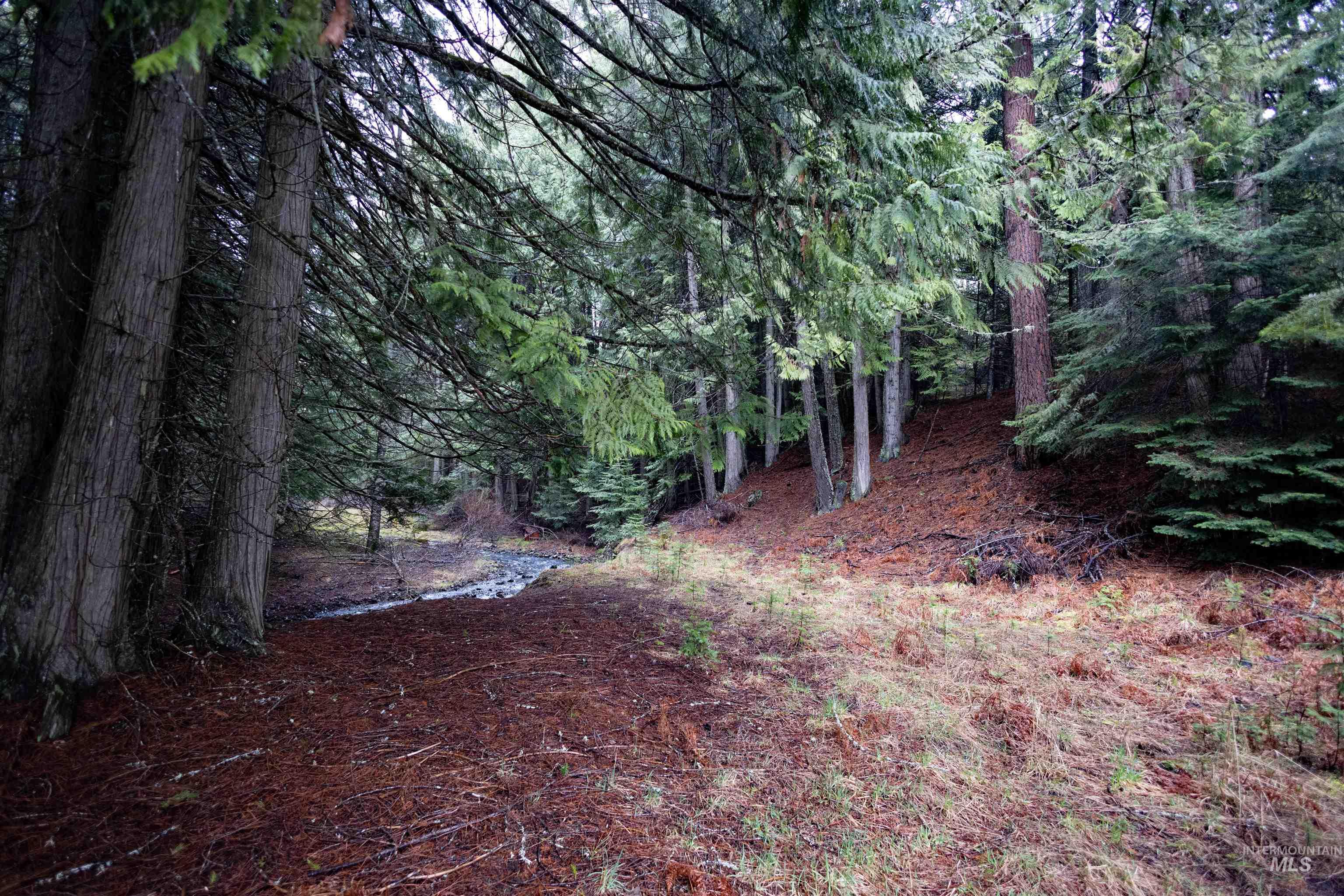 717 Big Cedar Road Kooskia, ID 83539 - Photo 43 of 50 View of tree filled area