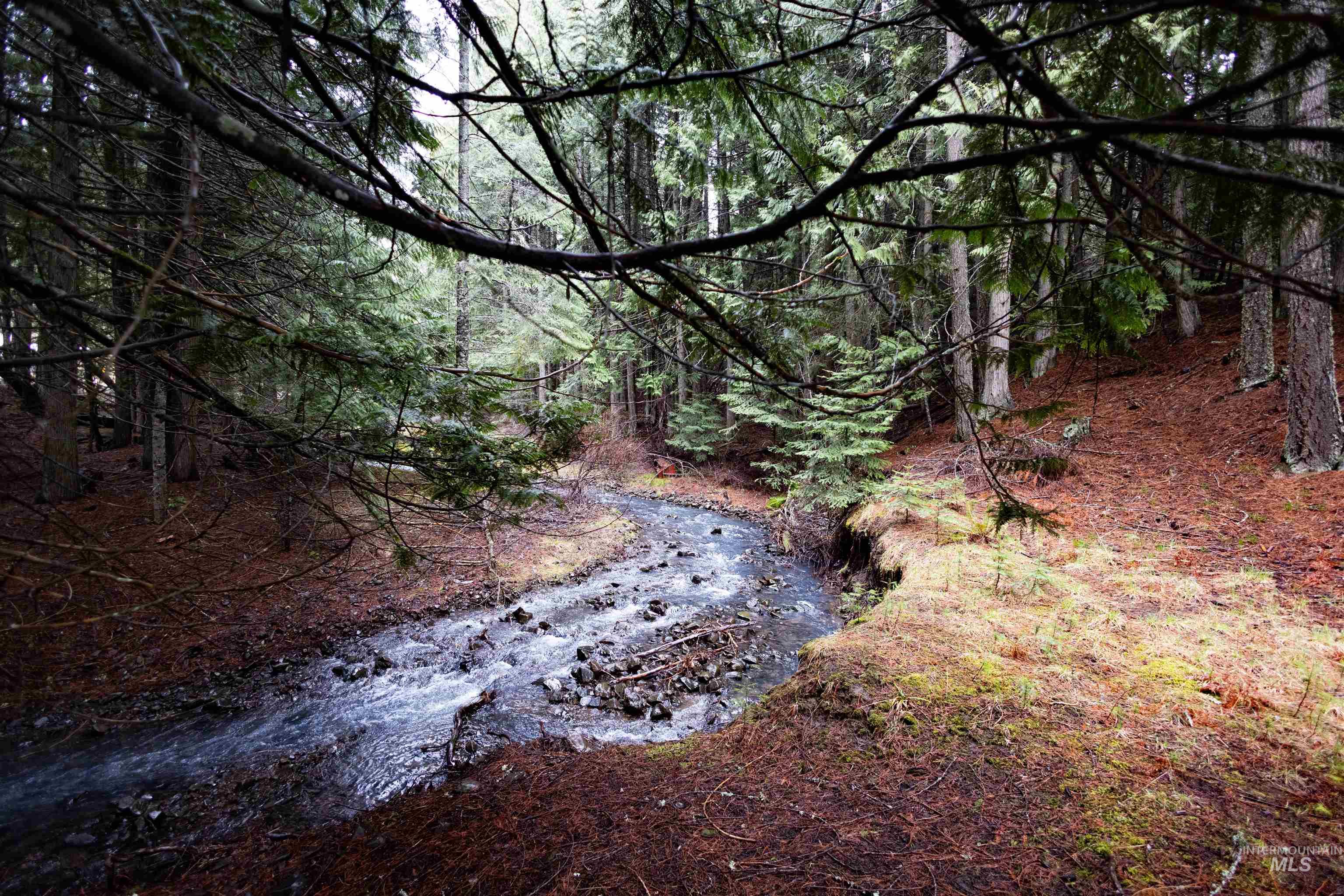 717 Big Cedar Road Kooskia, ID 83539 - Photo 50 of 50 View of wooded area