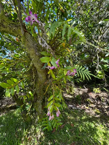 $795,000 | 1088 Apono Place, Hilo, HI 96720