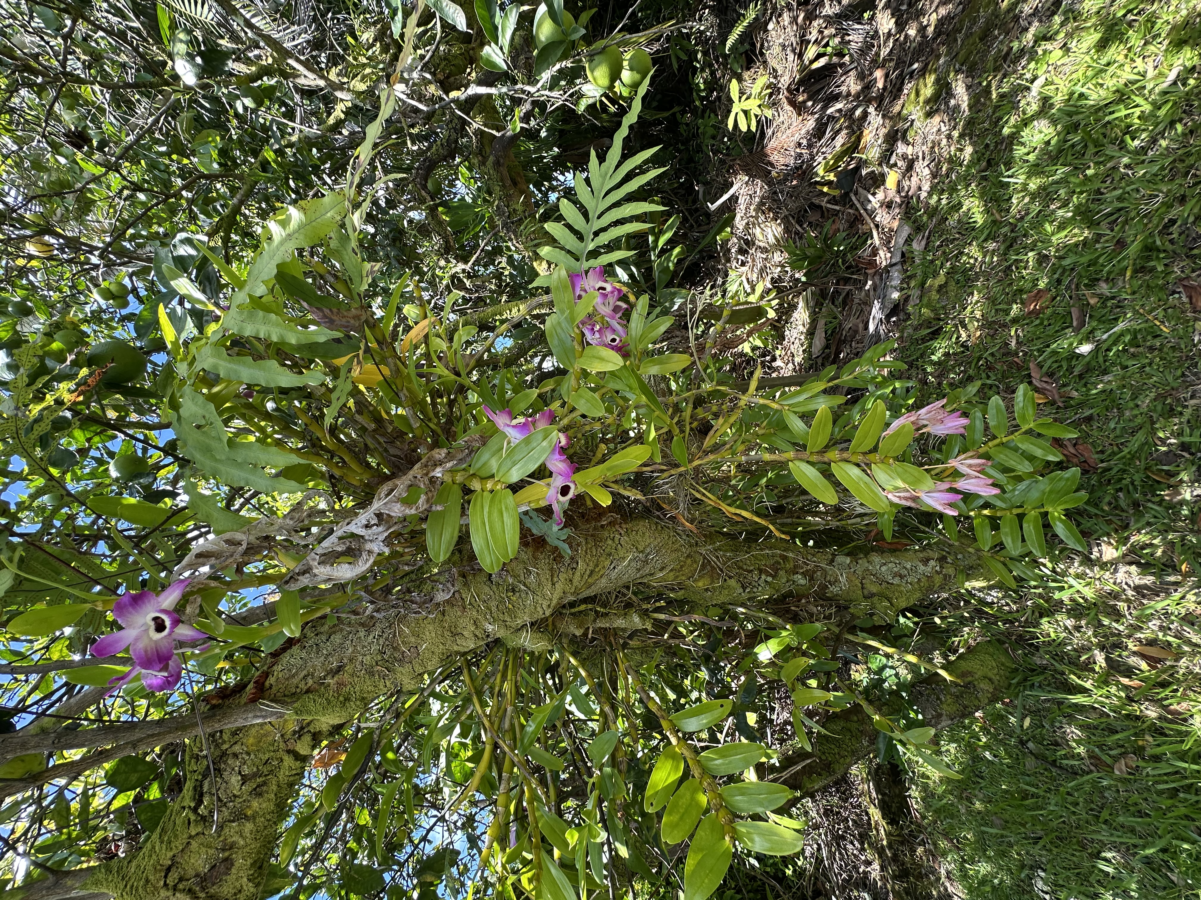 1088 Apono Place Hilo, HI 96720 - Photo 22 of 22