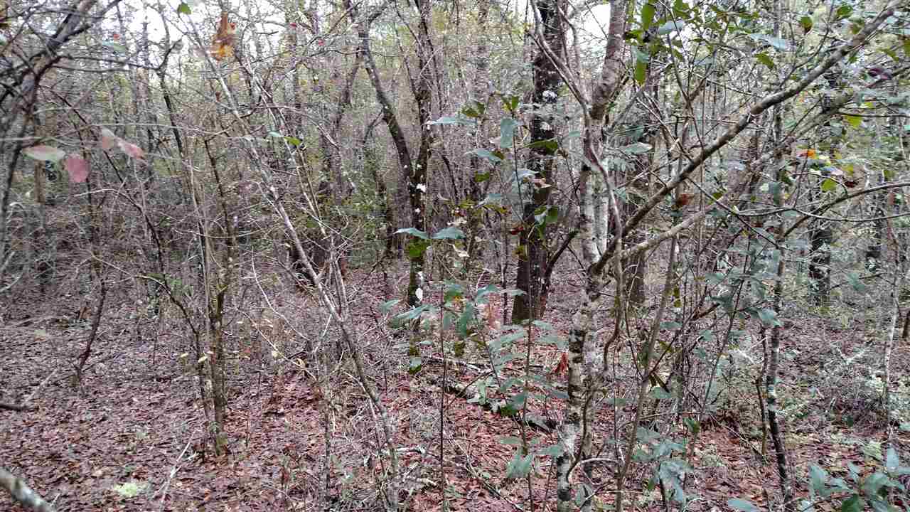 0 Alton Wentworth Road Perry, FL 32348 - Photo 1 of 6 Gallery Image 1