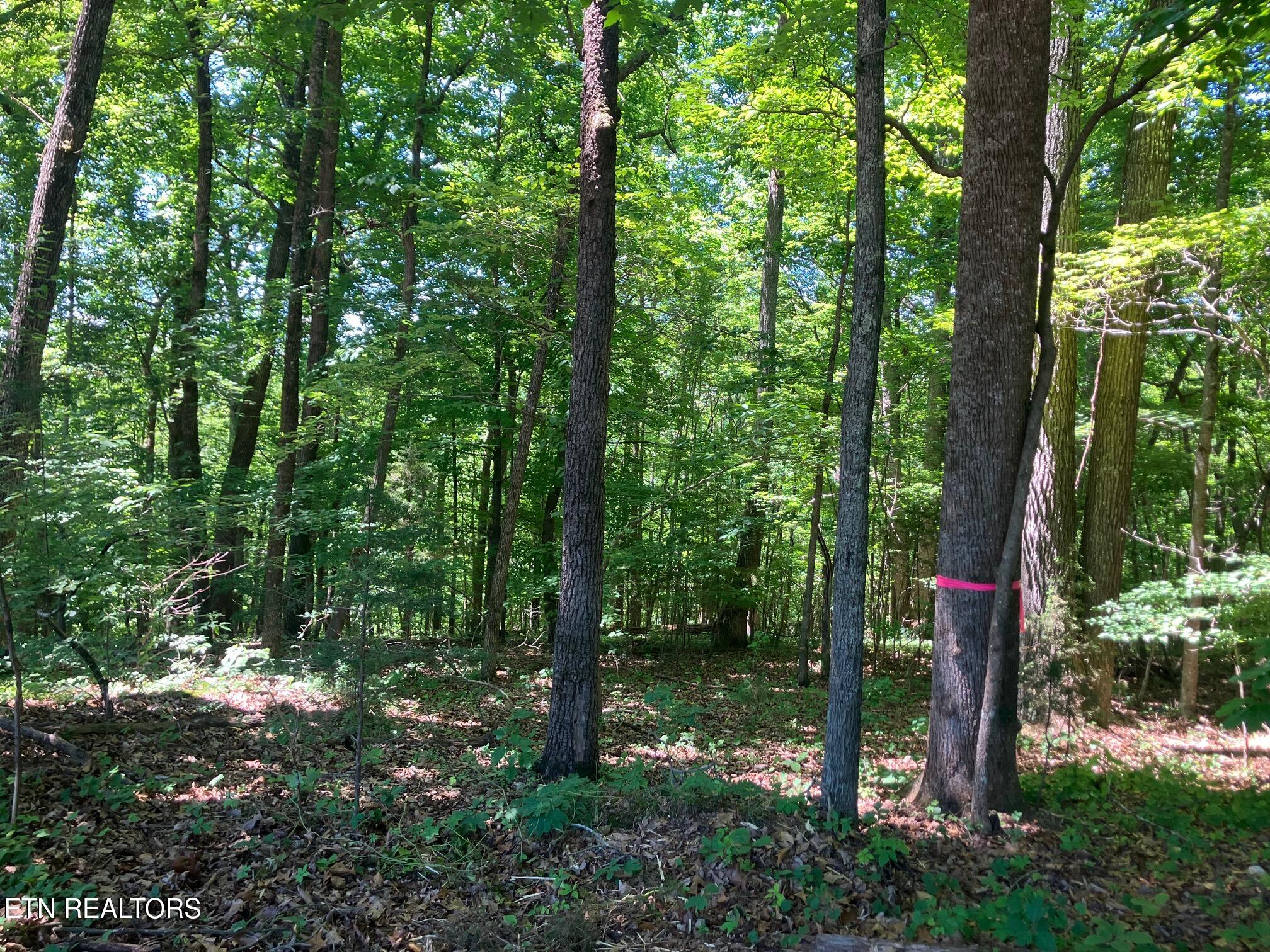 2 Graves Hollow Road Maynardville, TN 37807 - Photo 4 of 7 IMG_6136