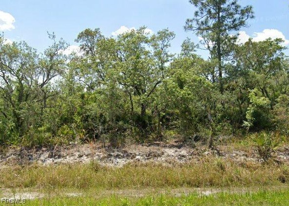 a view of a yard with plants and large trees