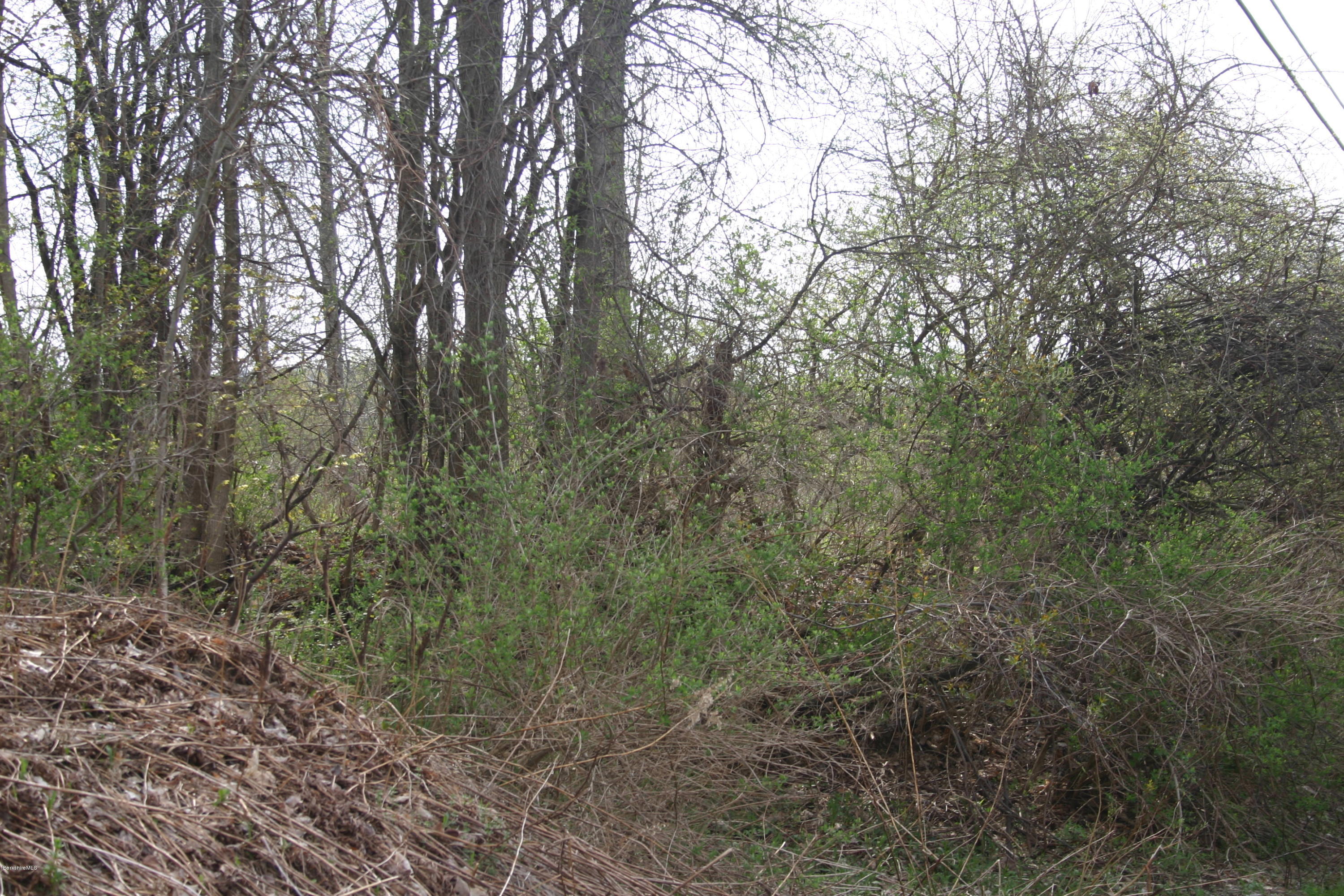 0 Albany Rd/state Line Road West Stockbridge, MA 01266 - Photo 6 of 7 a view of a forest with trees in the background
