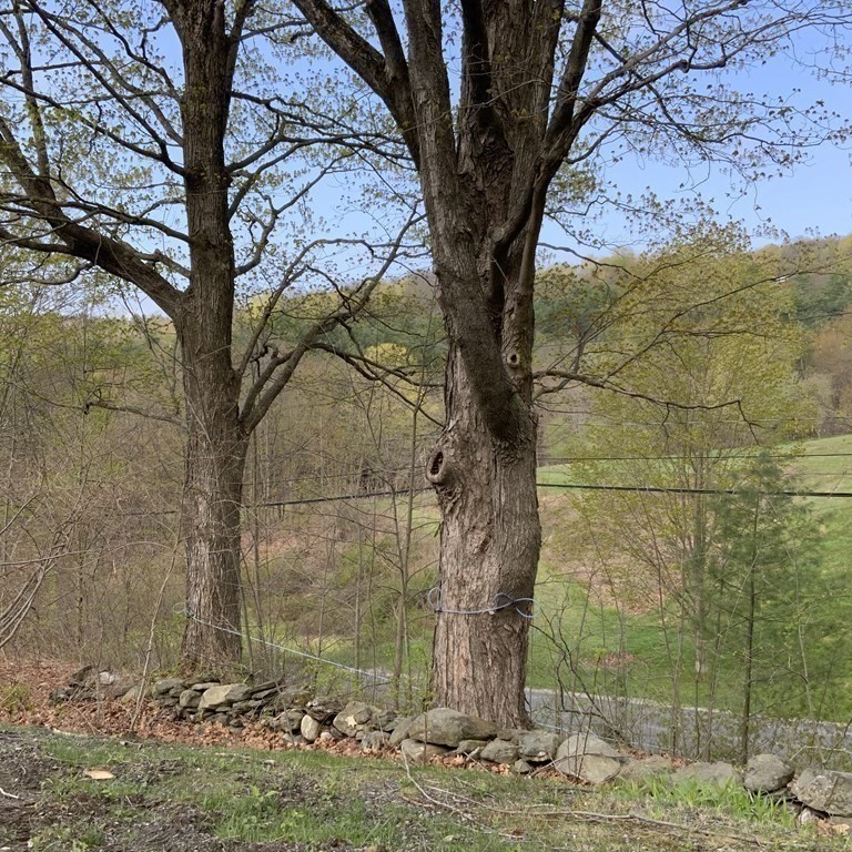 731 Greenfield Road Leyden, MA 01337 - Photo 36 of 36 a tree in a yard next to a building