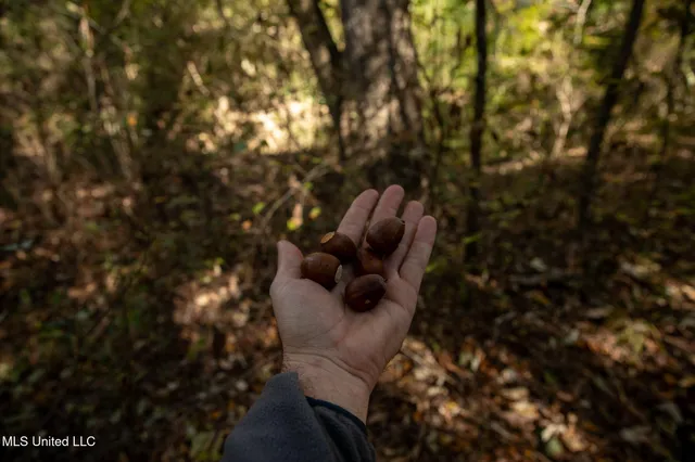 $290,000 | 14285 Highway 503, Decatur, MS 39327