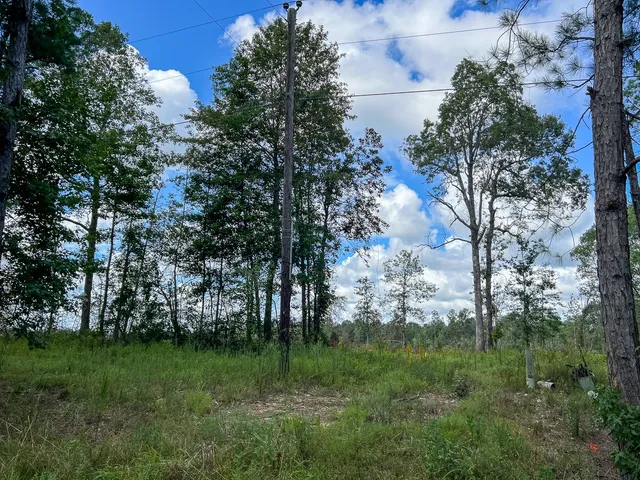 a view of a trees in a yard