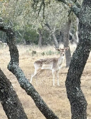 $1,350,000 | 419 Yellowstone Lane, Hunt, TX 78024