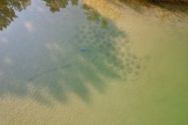 a view of a lush green forest with trees and houses
