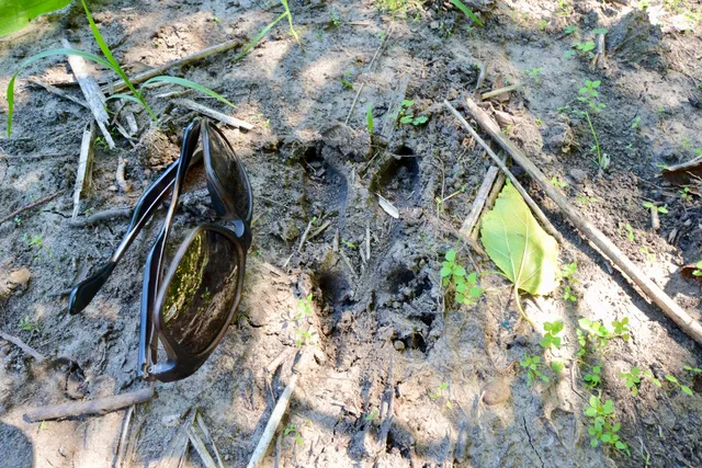 a view of a lush green space