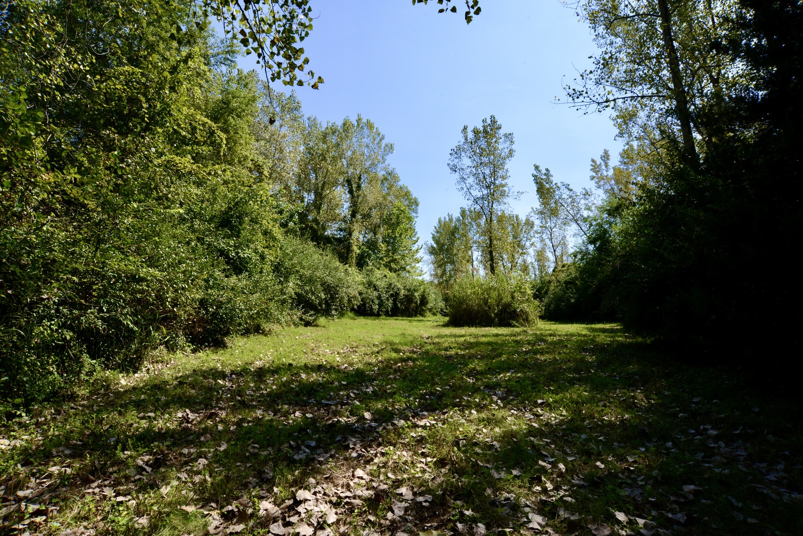 4141 East 2603rd Road Sheridan, IL 60551 - Photo 42 of 48 a view of a garden with trees