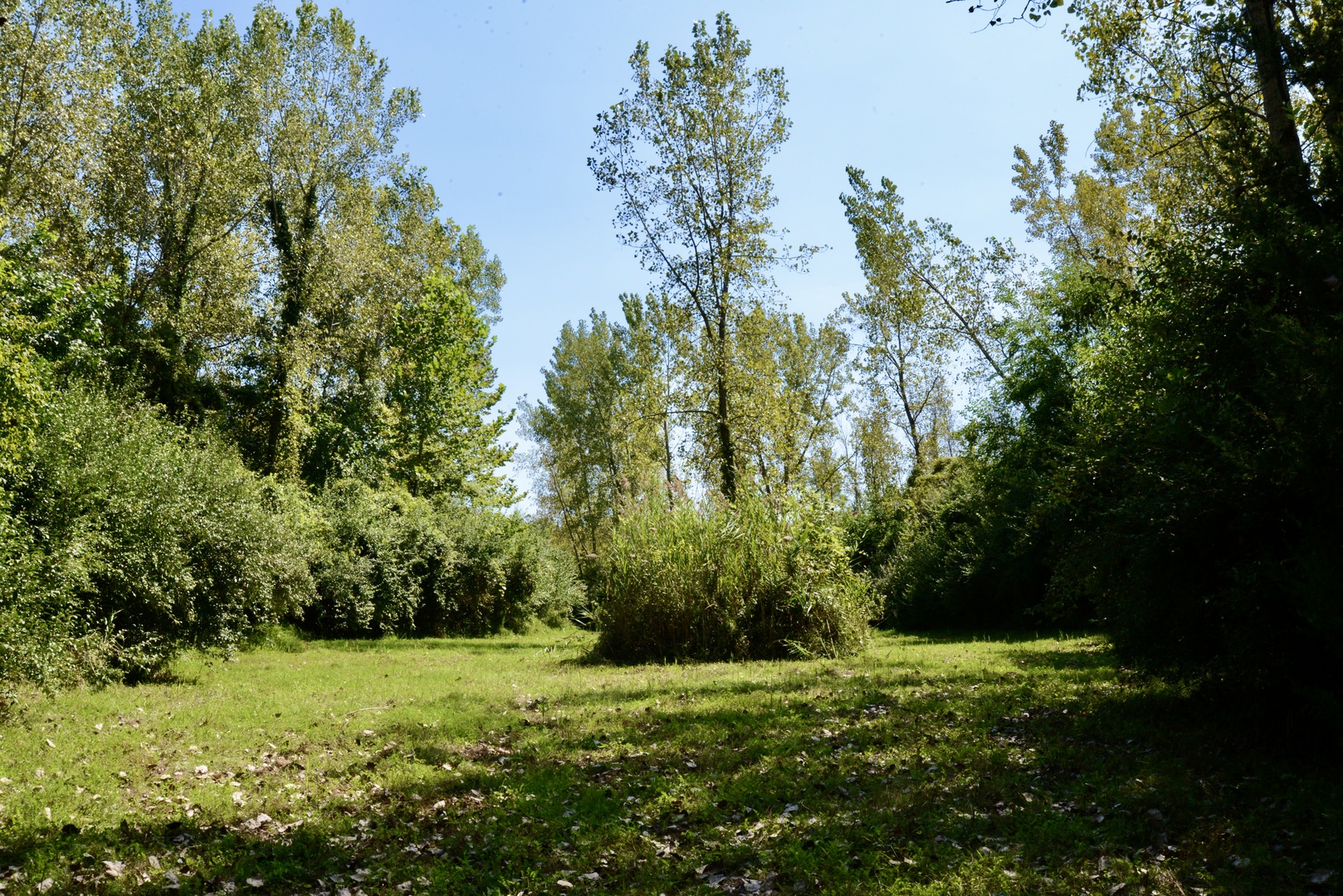 4141 East 2603rd Road Sheridan, IL 60551 - Photo 43 of 48 a view of a lush green space