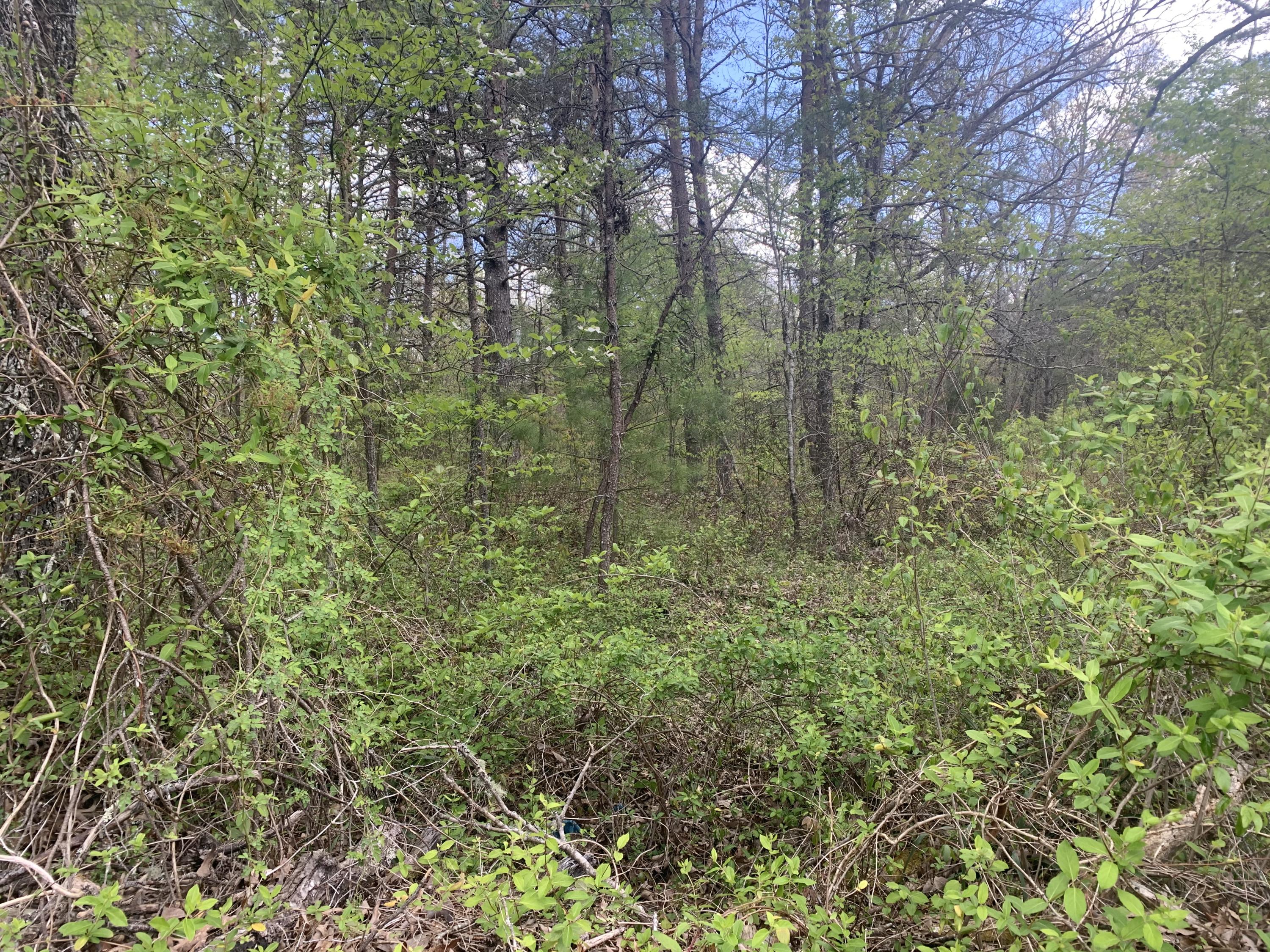 Scott Wyatt Road Deer Lodge, TN 37726 - Photo 2 of 4 Scott Wyatt