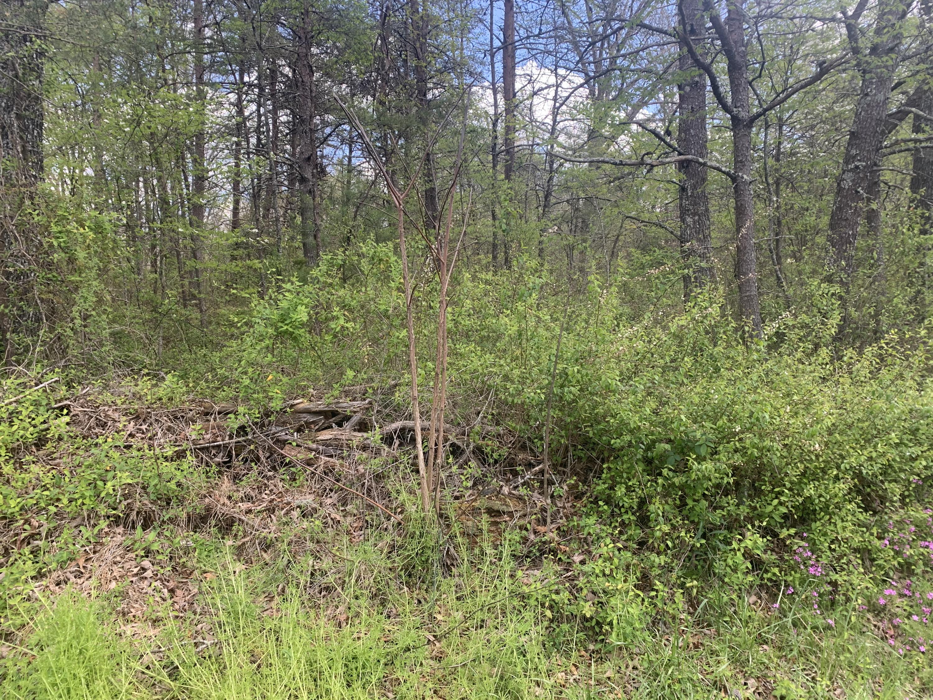 Scott Wyatt Road Deer Lodge, TN 37726 - Photo 3 of 4 Scott Wyatt