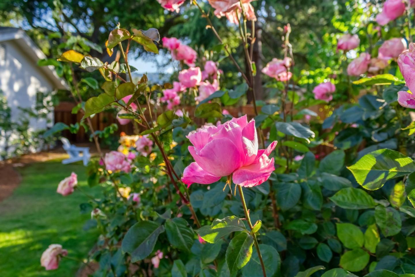 869 Terrace Drive Los Altos, CA 94024 - Photo 70 of 86