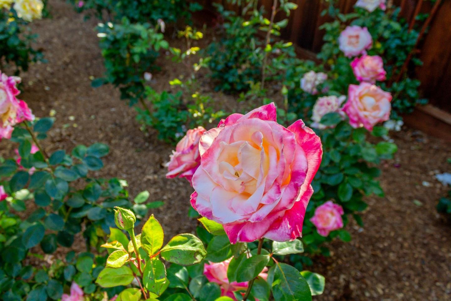 869 Terrace Drive Los Altos, CA 94024 - Photo 71 of 86