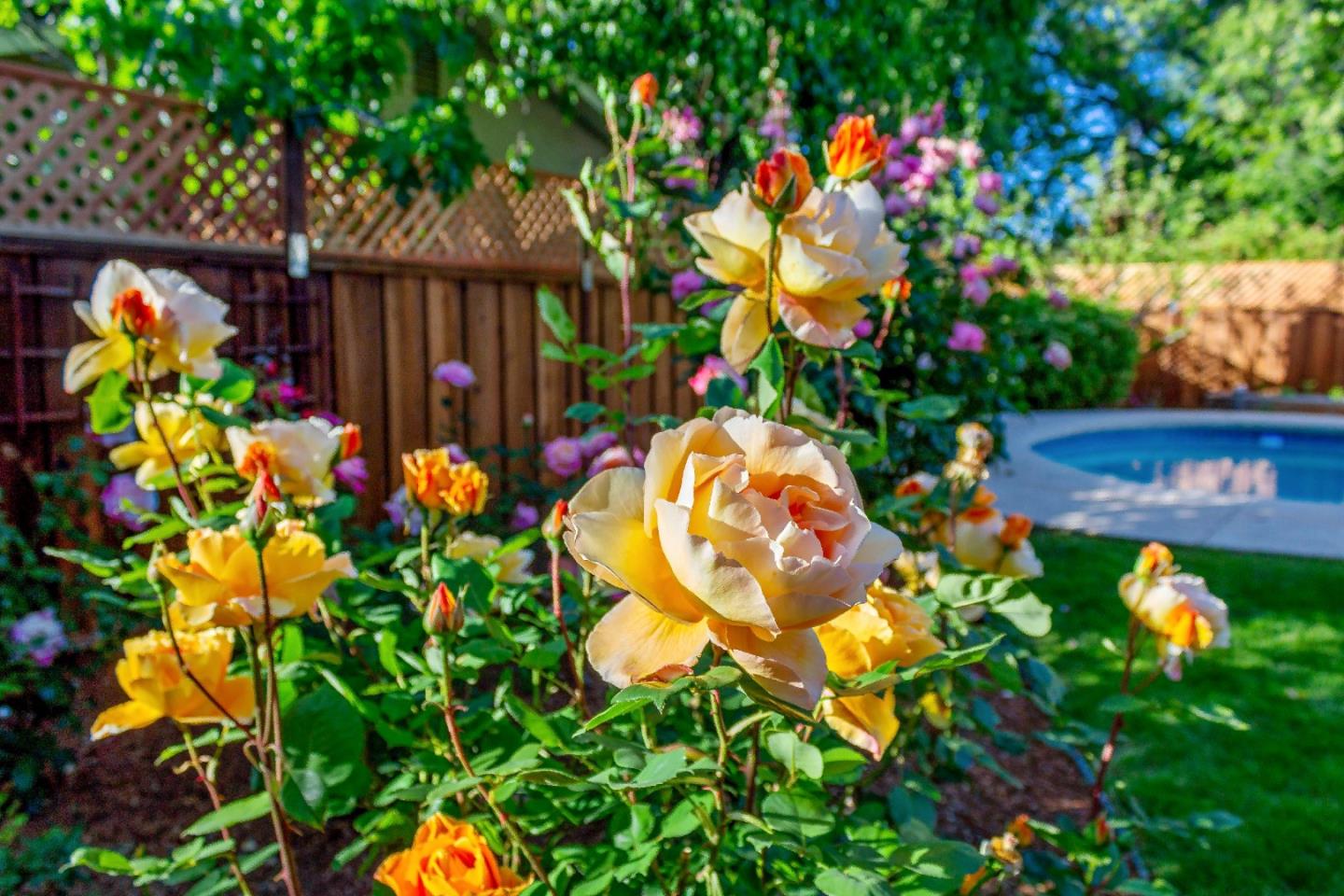 869 Terrace Drive Los Altos, CA 94024 - Photo 72 of 86 a view of a flower in a garden