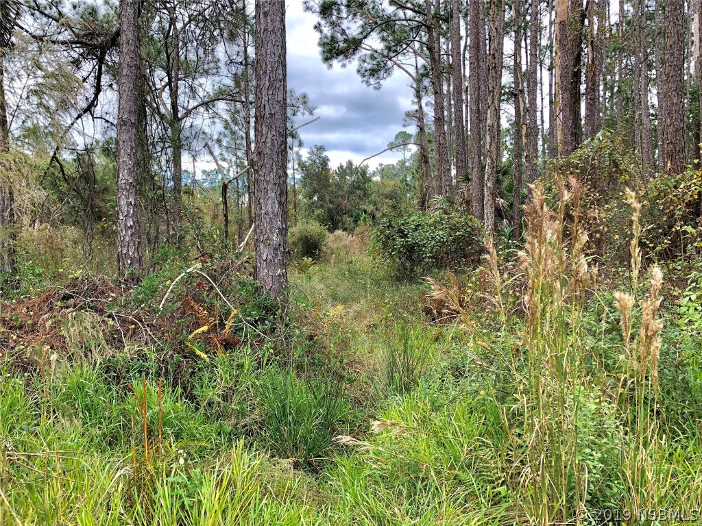 20 Plantation Road DeBary, FL 32713 - Photo 1 of 2 a view of a forest with a tree