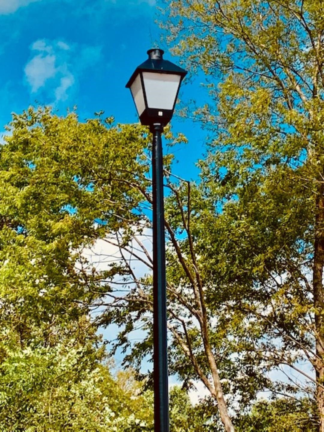 31 Ripple Way, Unit 269 Clayton, NC 27520 - Photo 16 of 17 a view of a tree in a yard