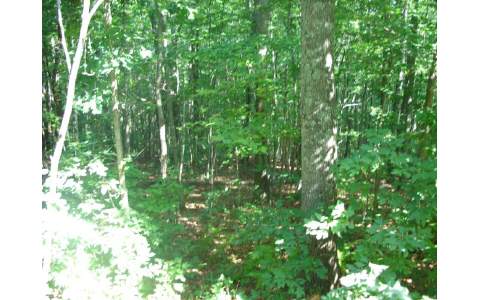131 Laurel Crossing Blue Ridge, GA 30513 - Photo 1 of 1 a view of a lush green forest