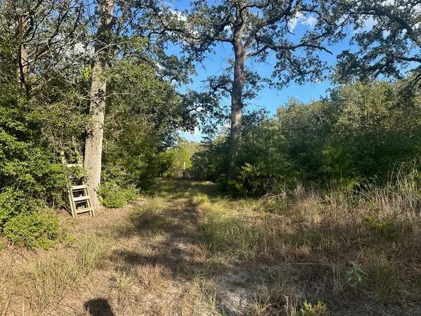 a view of a forest with a tree